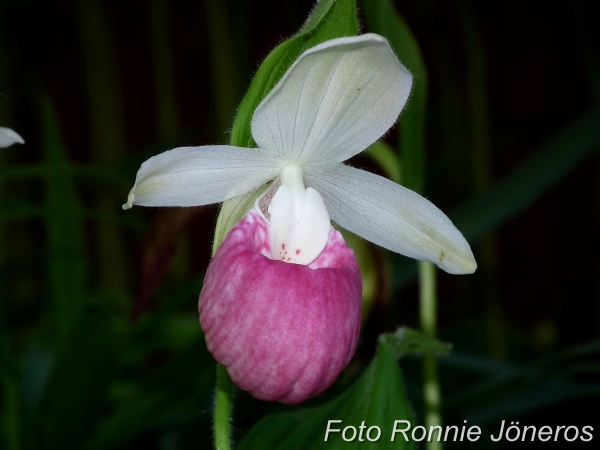 Cypripedium Ulla